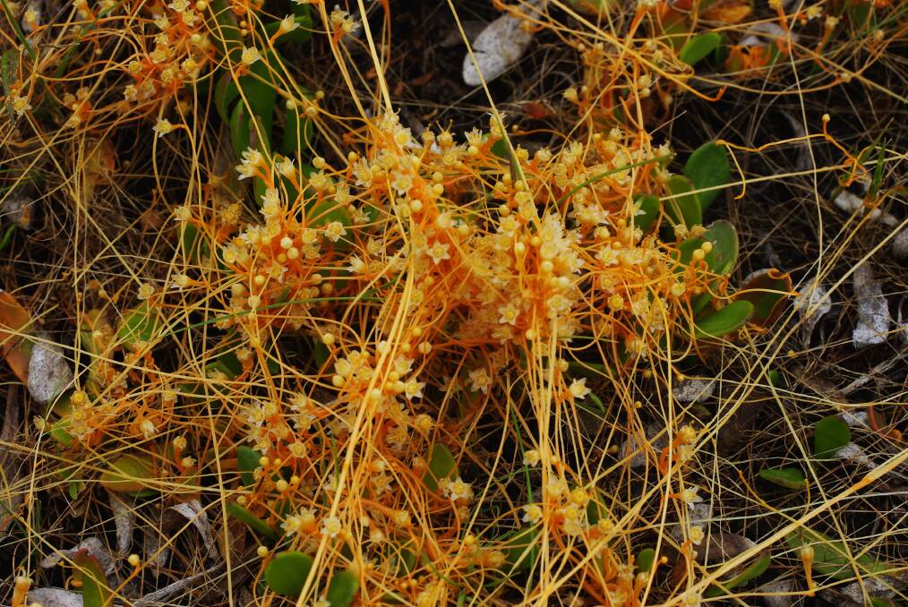 UNUSUAL: The bright orange-coloured golden dodder attaches to other plants, and can grow in a circular shape from one to two metres across. 