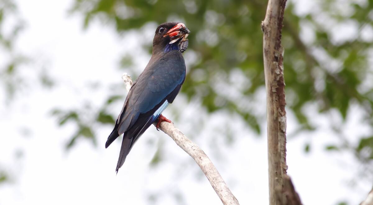 SPOTTED: A recent sighting of dollarbirds in the Invermay-Sulky area was the first local report of a pair. The normal summer range is further east. 