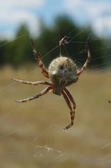 VARIETY: Some garden orb weavers are plain, others are strongly patterned.