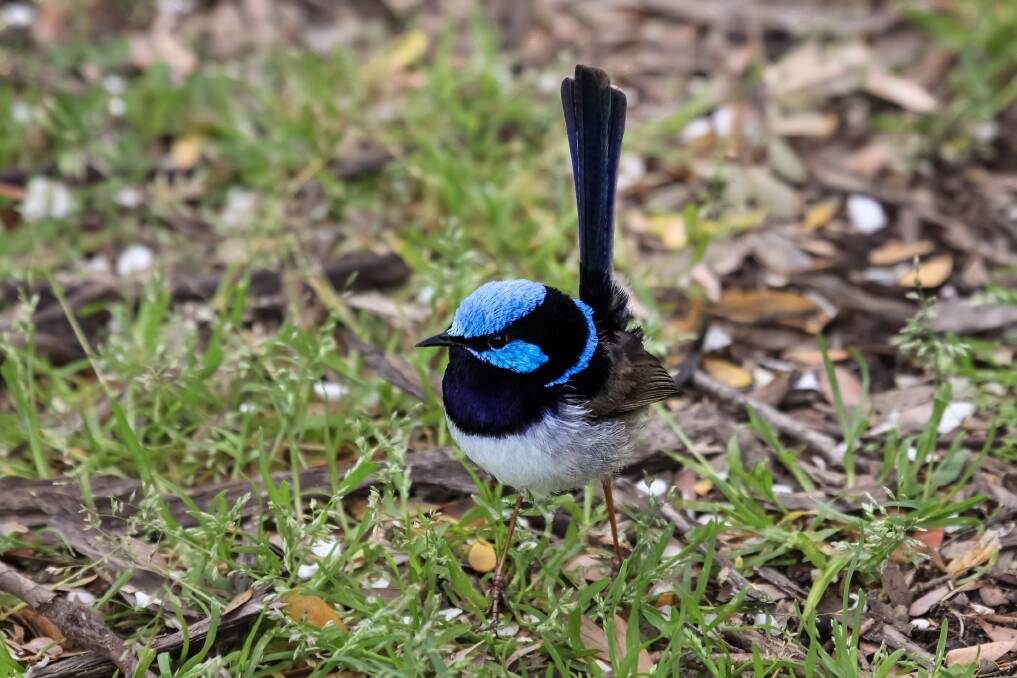 SURVIVING: Blue wrens have not always been found at Lake Wendouree, but became more common when the water level was extremely low. 