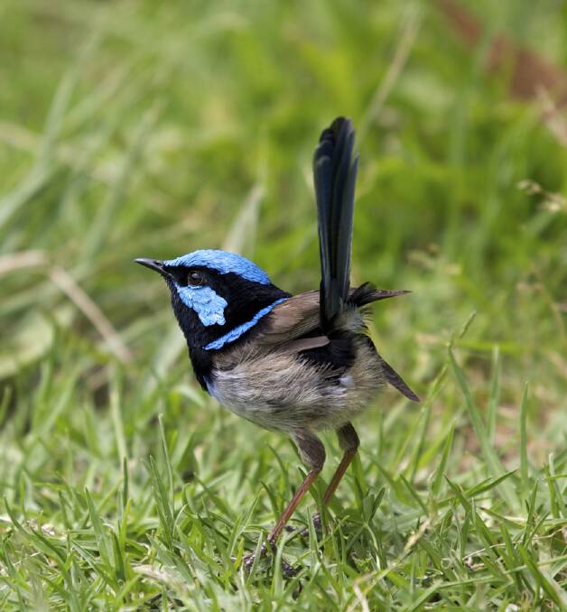 ALERT: Blue wrens can fly from their roost sites to escape predators.