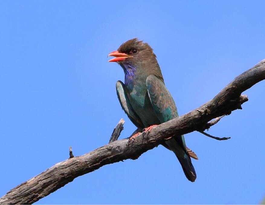 VISIT: A dollarbird stayed several days. The species was also spotted at Invermay a year ago, but other sightings are years apart. Picture: Indra Bone