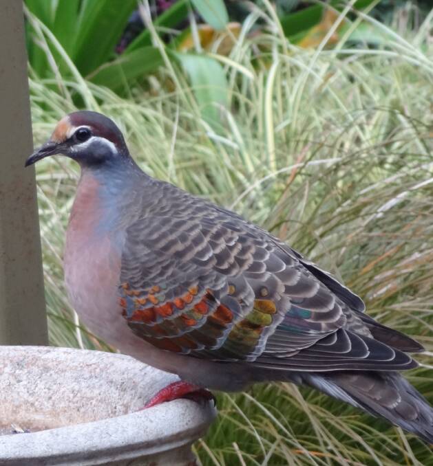 TRAIT: The common bronzewing has a pinkish chest, unlike its relation.