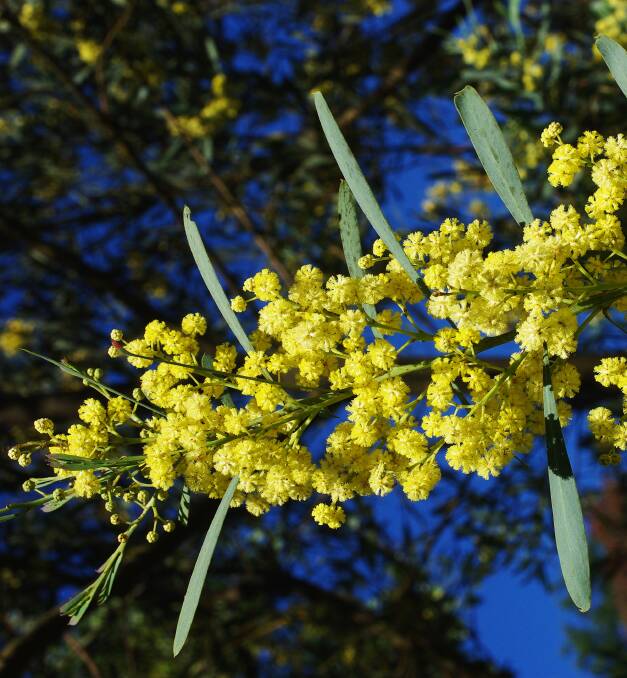 BLOOM: This flowering wattle is able to establish itself in new areas.