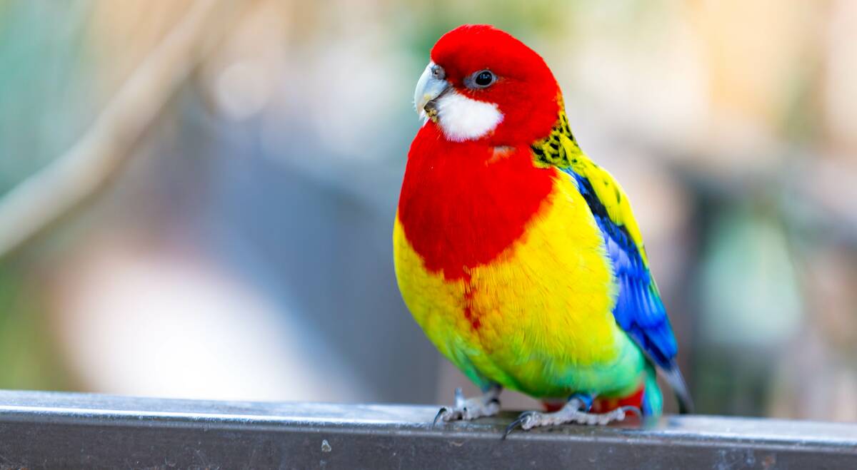 SEARCHING: There are not enough hollows for native marsupials like possums and gliders, and birds such as the eastern rosella.  