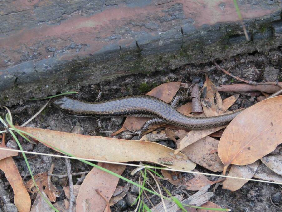 UNEXPECTED: The southern water skink is not common to the Ballarat area, making a recent sighting at Canadian Regional Park more remarkable. 