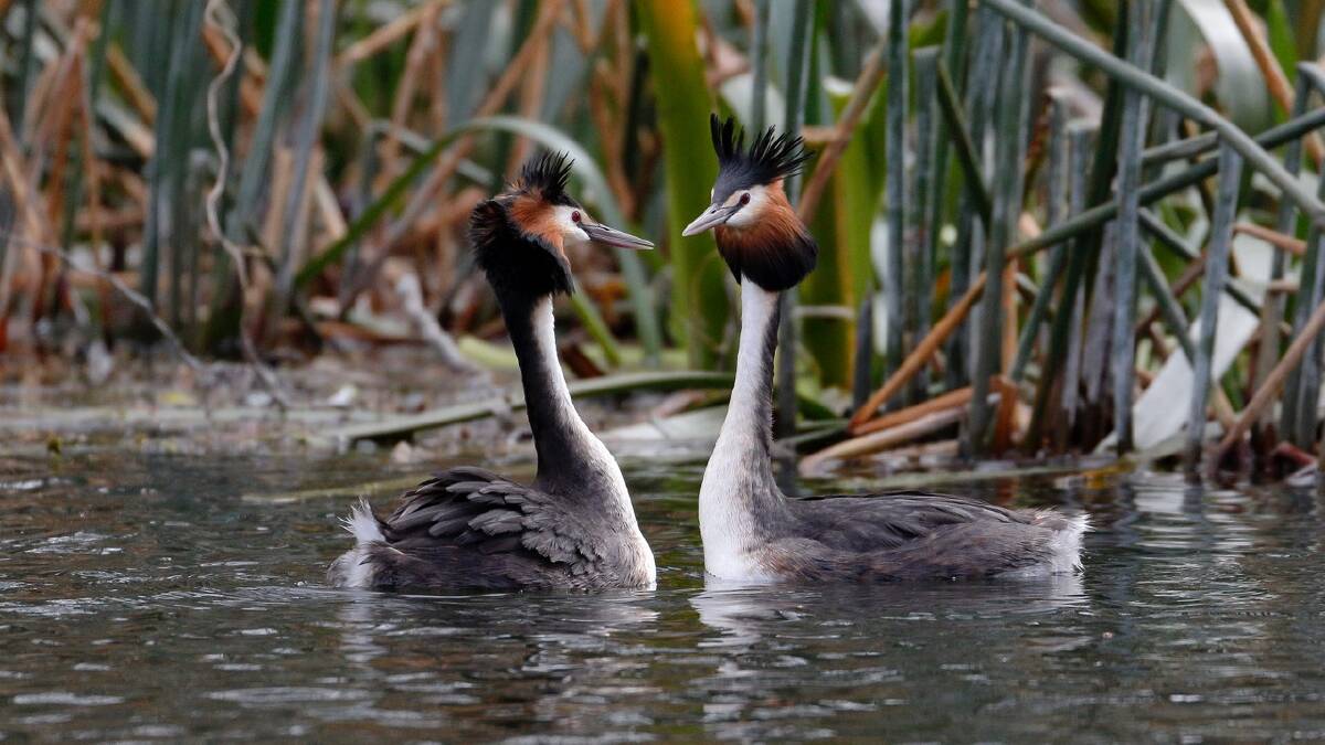 MAJESTIC: A pair of great crested grebes at Lake Wendouree. It's hoped a successful breeding season is on the way. Picture: Ed Dunens