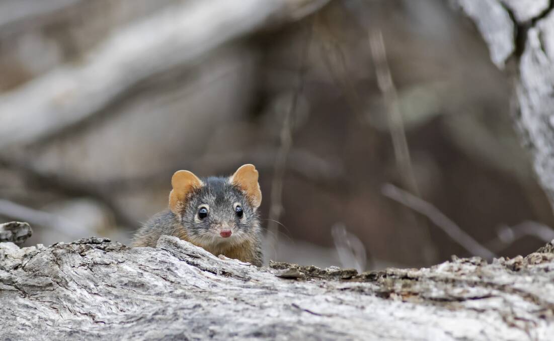 CHALLENGES: Male yellow-footed antechinus are all dead at this time of year, passing soon after mating a month or so ago. Picture: Shutterstock.com
