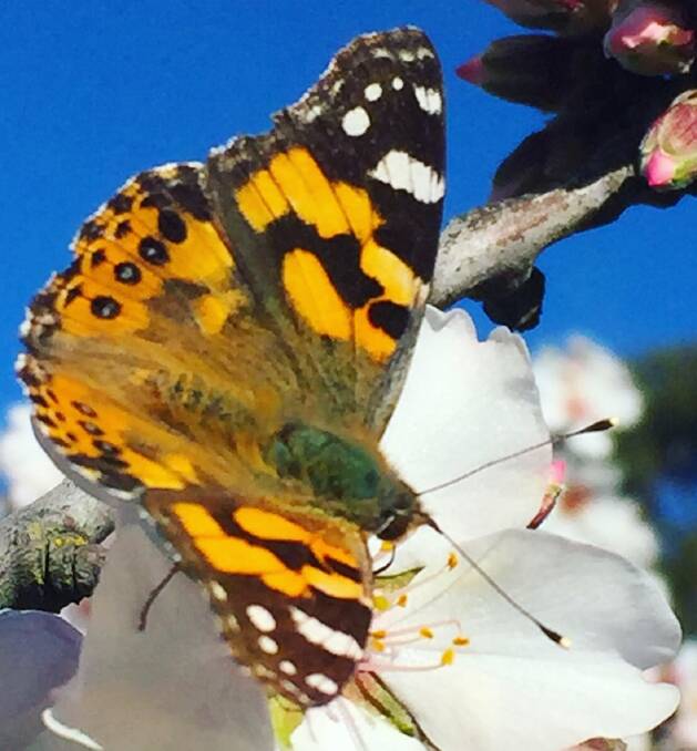 ABOUT: Sightings of these butterflies can increase with spring's north winds.