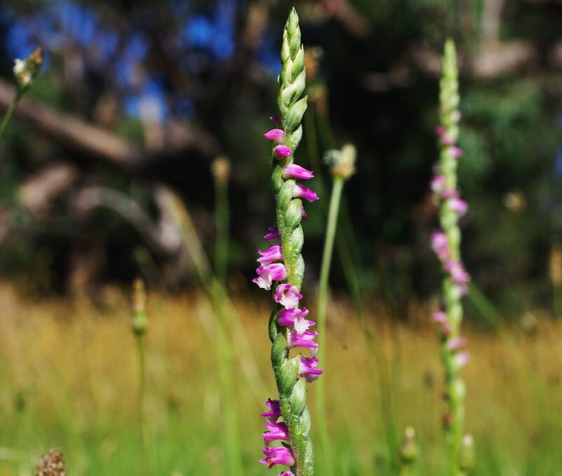 SPECIAL: The pink spiral orchid is a perennial. This example was found on a mown firebreak, where the flowering stems had arisen after the grass was cut. The plant is relatively uncommon in the Ballarat district.