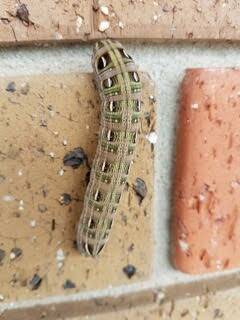 LARGE: This is thought to be a caterpillar of the striped hawk moth. 