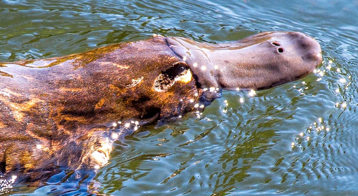SHY: Ballarat's heavy rainfall and flooded rivers mean there's a better chance of catching a glimpse of the notoriously reclusive platypus. 