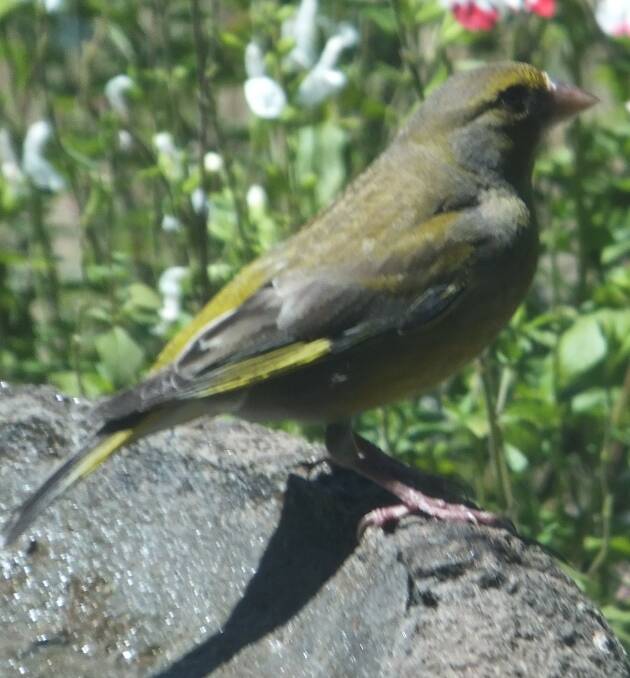 EXOTIC: The common or European greenfinch was introduced from Britain.