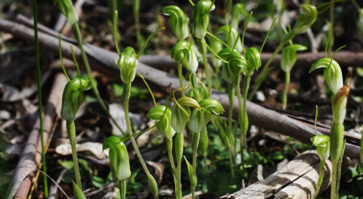 SEASONS: Dwarf greenhoods, upright orchids that are usually found in in groups. have been spotted at Bannockburn and Enfield recently.

