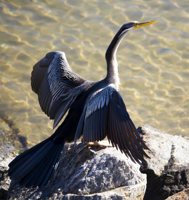 RARE SIGHTING: The darter is an uncommon visitor to Lake Wendouree.