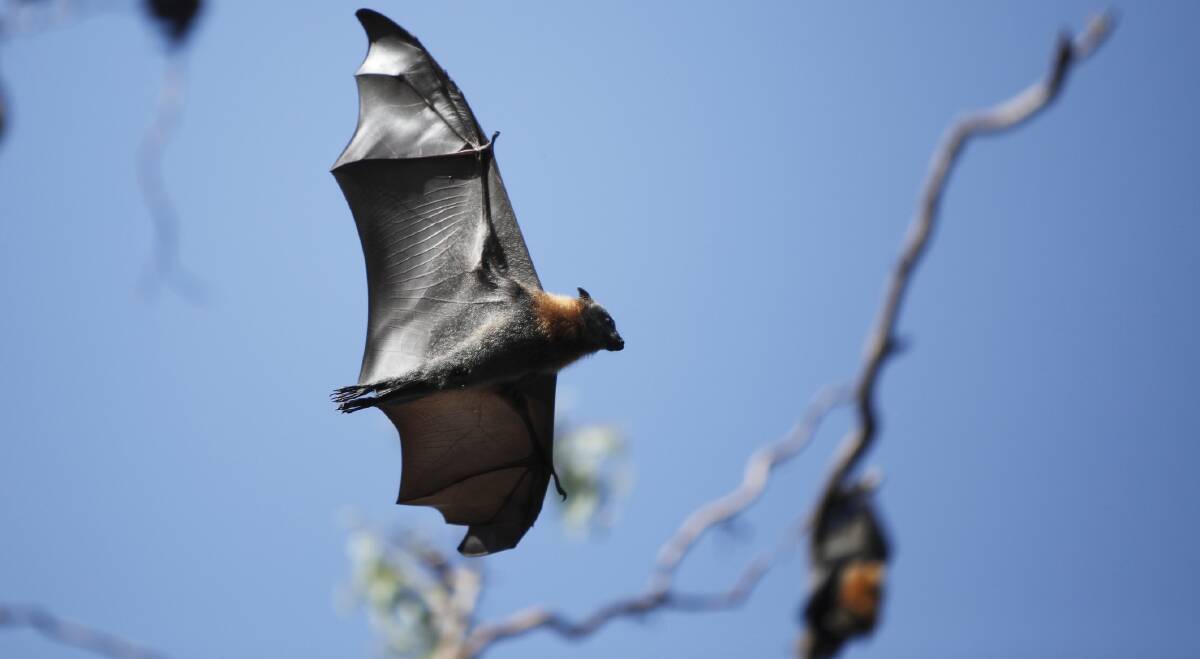 UNCOMMON VISITOR: A grey-headed flying fox was spotted at Lake Wendouree's North Gardens around dusk a couple of weeks ago. 