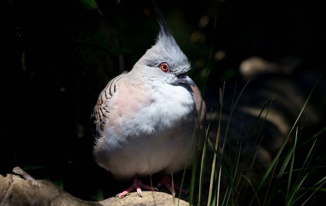 ON THE MOVE: The lovely crested pigeon is now a permanent resident of Ballarat and is also found on the coast. Picture: Shutterstock.com