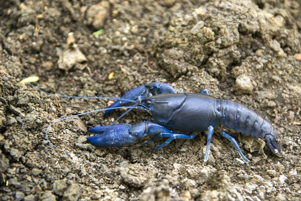 DOWN UNDER: The common yabby likes to always be in water. 