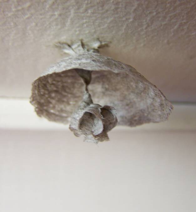 BUILT: This growth hanging from an eave looks to be a paper wasp's nest. 