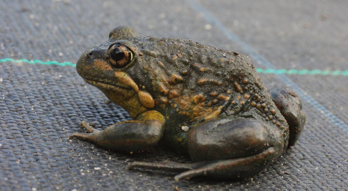 LOUD, PROUD: Wet weather has led to many different frog species, including the eastern banjo frog, calling out across the Ballarat district.