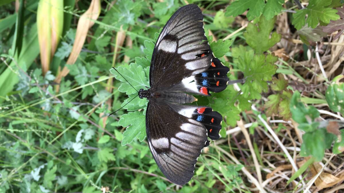 DISTINCTIVE: This striking female orchard swallowtail butterfly was captured by the lens at Napoleons in December. Picture: Indra Bone
