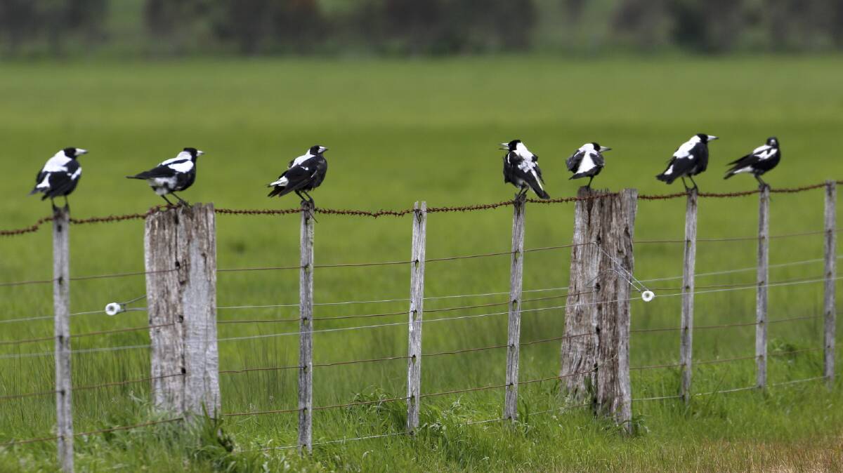 BACHELOR PARTY: Seven male magpies perched together, without any sign of squabbling. They have complicated social lives. Picture: Ed Dunens
