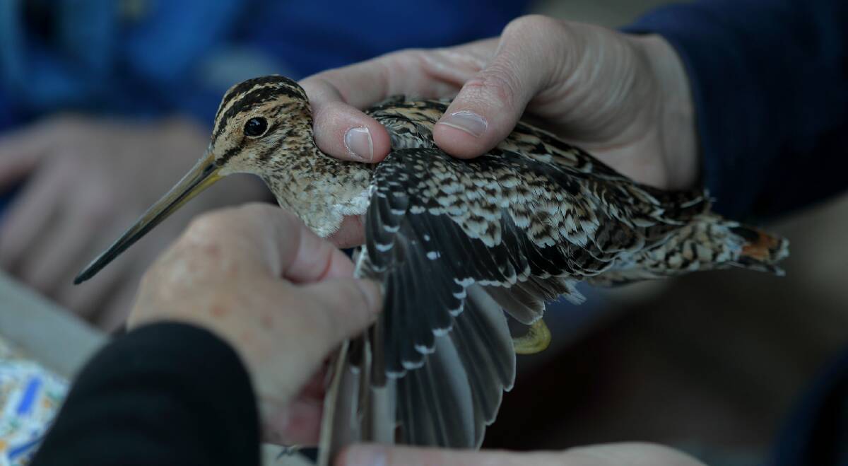 LONG DISTANCE: A Latham's snipe being weighed and measured after its amazing travels from Japan to Victoria. Picture: Ed Dunens