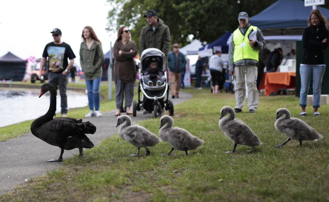 DAMP: Wet weather won't put a dampener on Springfest, where even the local wildlife take part. Picture: Luka Kauzlaric