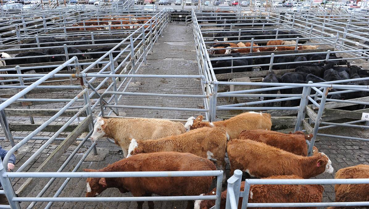 New yards: The push is on for regional saleyards in Mortlake to inrease competition for stock, with support flooding in from various agents.