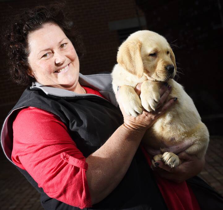 Great expectations: Dog breeder Kylie Britt with eight-week old golden labrador Henry, who could one day grow up to become a seeing eye dog. Picture: Luka Kauzlaric