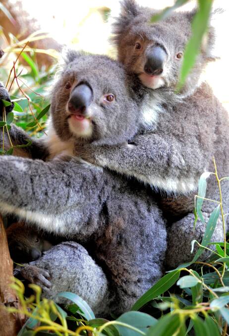 New measures to protect koalas