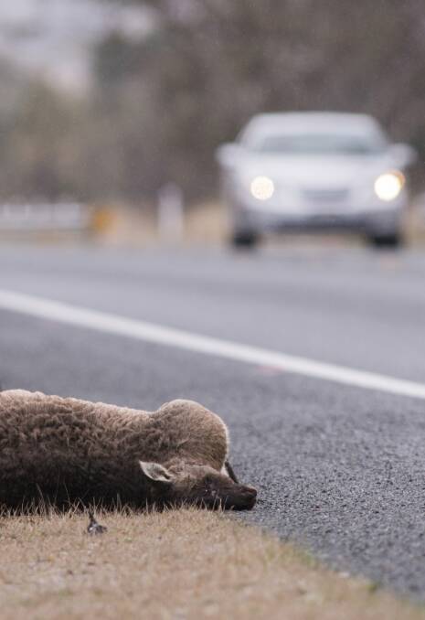 ROADKILL: Kangaroos are a clear number one hazard when it comes to animal collisions on the road.