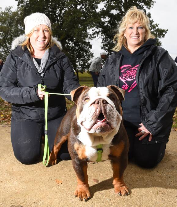 All eyes: Bulldogs breeders Kerrie Lee and Tanya Templeton with Archie the Australian bulldog on Sunday. Picture: Luka Kauzlaric