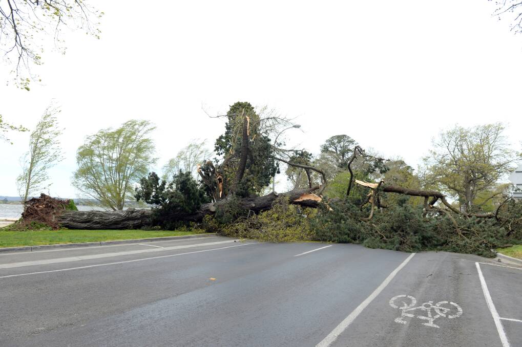 WARNING: Wild winds in October brought down a tree near Lake Wendouree. Picture: Kate Healy.
