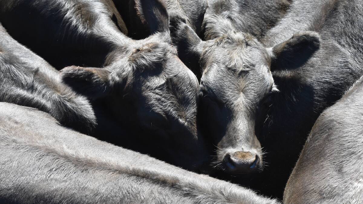 Selling cattle online the way of the future