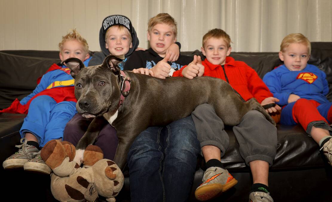 NO MORE TEARS: Devon, 4, Oscar, 9, Anton Cherry, 11, Damon, 6, and Jonah, 4, have not left Poppy's side since she was reunited with the Cherry family on Friday. Photo: Dylan Burns.