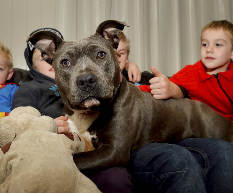 REUNITED: The Cherry family's puppy, Poppy the seven-month-old pure bred American Staffordshire, has been found and reunited after being stolen by a brazen thief last week. Picture: Dylan Burns. 