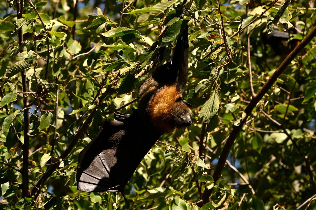 Grey-headed flying foxes travel at night to feed on fruit. Picture by Adam Trafford. 