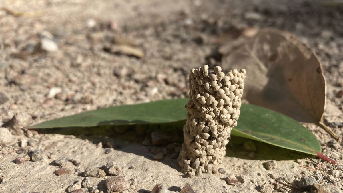 This tower made of small clay pellets has been built by a female mason wasp.