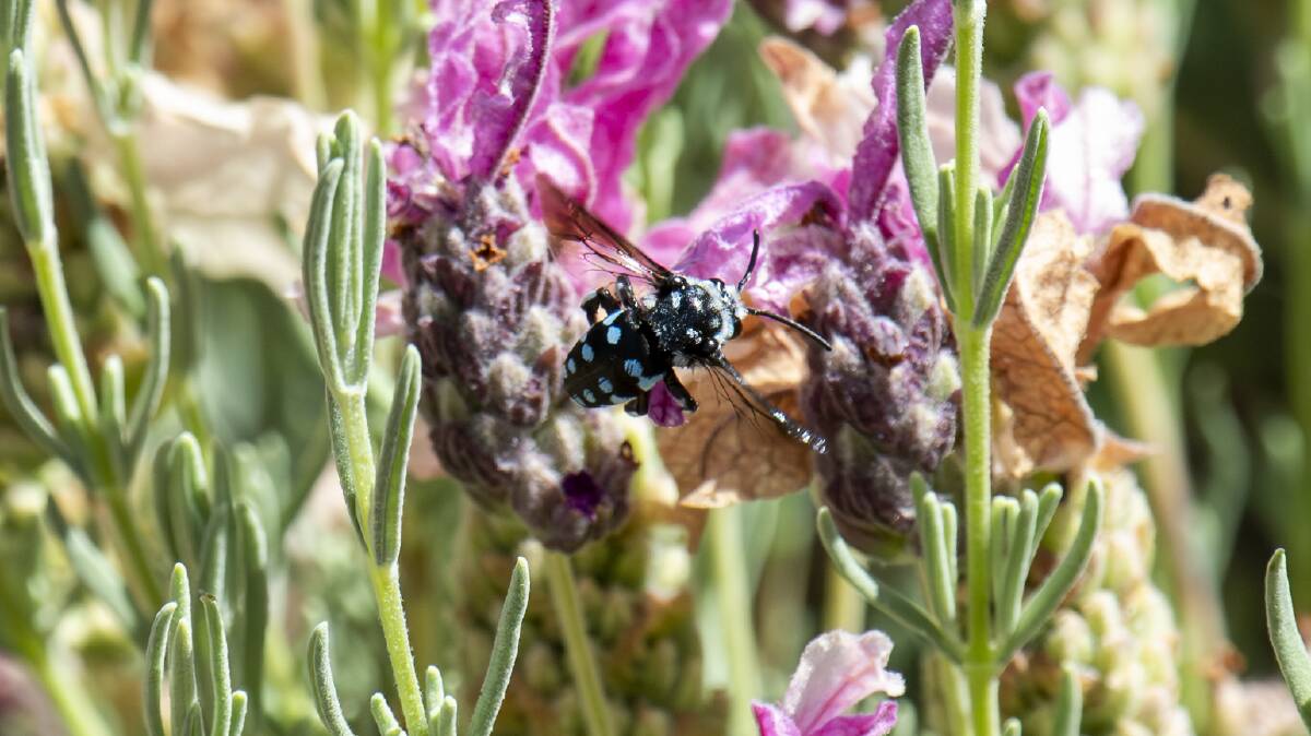 The chequered cuckoo bee lays it's eggs in the nests of other native bees. Picture by Betty Bibby.