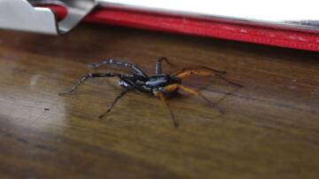 The swift spider prefers open ground and areas around buildings and sheds rather than bushland. 