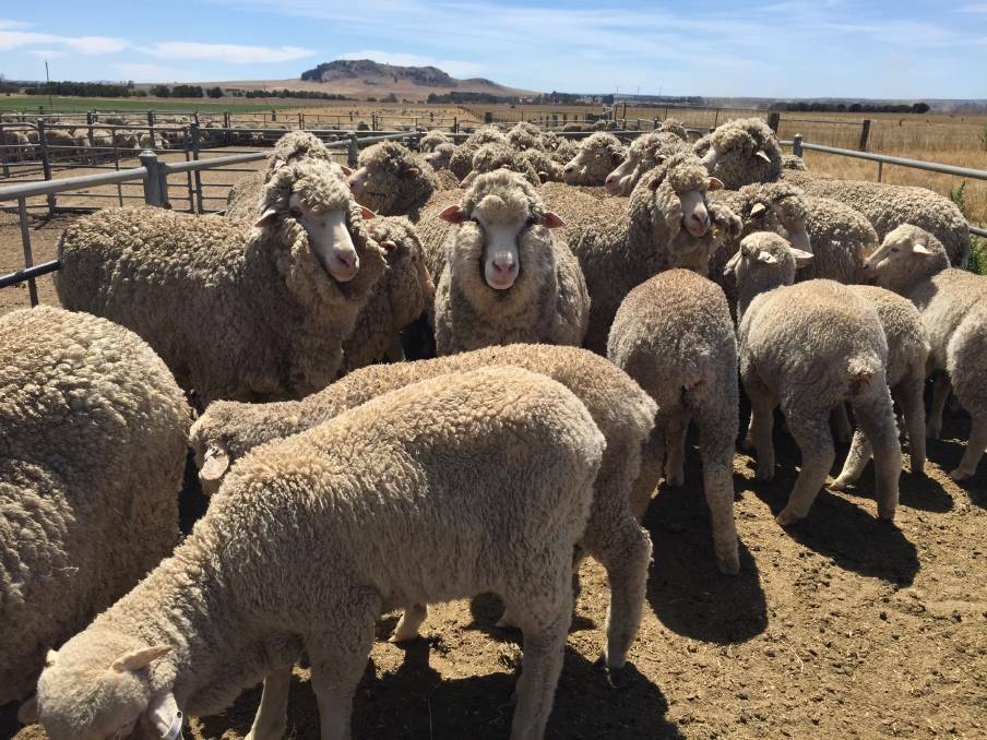 FARM IMPACT: The Victorian Farmers Federation says it is unnecessary to introduce animal sentience to the Animal Welfare Action Plan. 