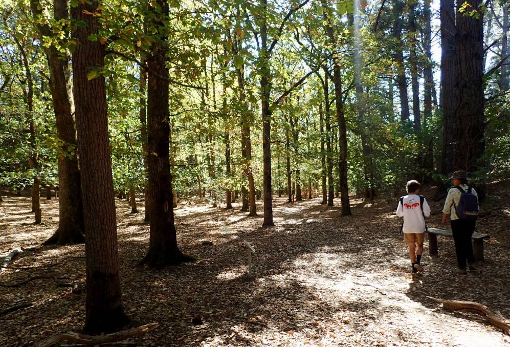 The heritage-listed Le Gerche walking trail is now included as part of the Creswick Heritage Walk and the Goldfields Track. Picture: Gib Wettenhall 