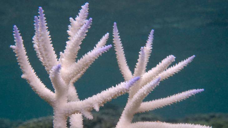 Staghorn coral that has been bleached white. Photo: XL Catlin Seaview Survey