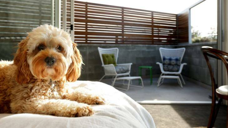 Victoria may amend the Residential Tenancies Act to ban no-pet clauses. Photo: Simone De Peak