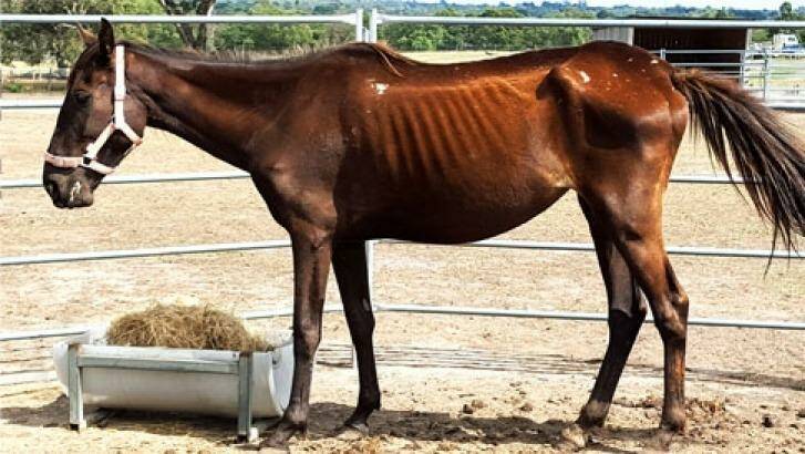 A malnourished and distressed horse seized from another Victoria property by RSPCA officers in February 2016. Photo: RSCPA Victoria