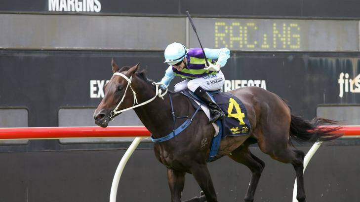 One to watch: Resurrect wins for Blake Spriggs may be a late scratching at Rosehill. Photo: Dean Osland