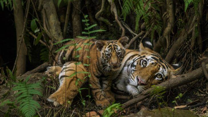 Tiger mother and cub in the Bandhavgarh National Park in India. Photo: Steve Winter