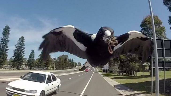 Swooping is part of the "natural behaviour" of magpies. Photo: Orlando Chiodo