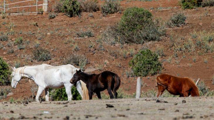 Homes are being sought for the horses still alive on Bruce Akers' property. Photo: Eddie Jim